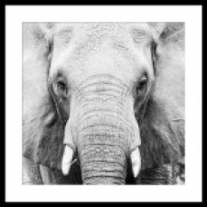 W/A Elephant Front 90x90