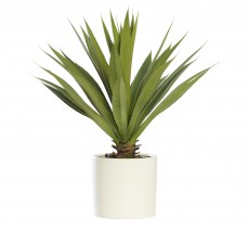 AGAVE IN LARGE WHITE CYLINDER PLANTER 