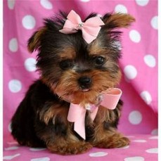 charming tea cup yorkie puppies