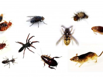 Fast, Affordable & Professional Pest Control Services