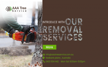 These arborists are wining peoples’ trust with their quality services