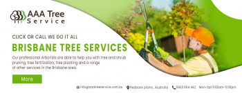 Get the best care for your trees with AAA Tree Service 