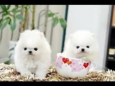 Healthy Teacup white Pomeranian puppies 