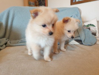 Purebred Pomeranian puppies available
