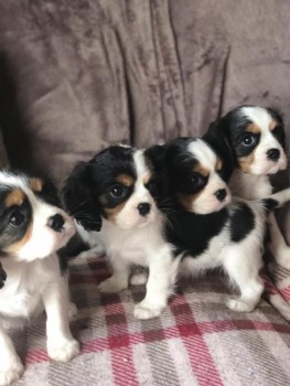 Cute and Adorable Cavalier King Charles 