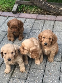 Cockapoo Puppies looking for new loving 