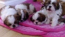 Affordable Gorgeous Shih Tzu Puppies Loo