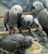 Lovely Hand-Reared African Grey Parrots 