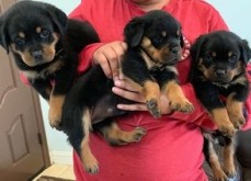 Rottweiler Puppies  now ready for new lo
