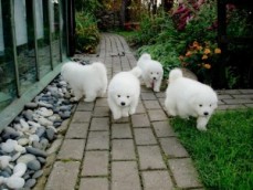 Purebred Samoyed Puppies for Adoption