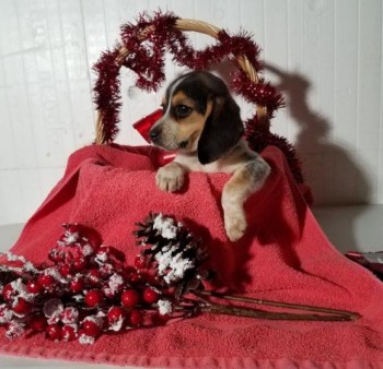 Beautiful Beagle puppy ready for adoptio