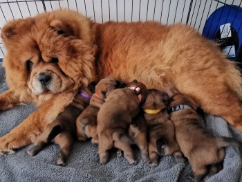 Beautiful Chow Chow puppy ready for sale