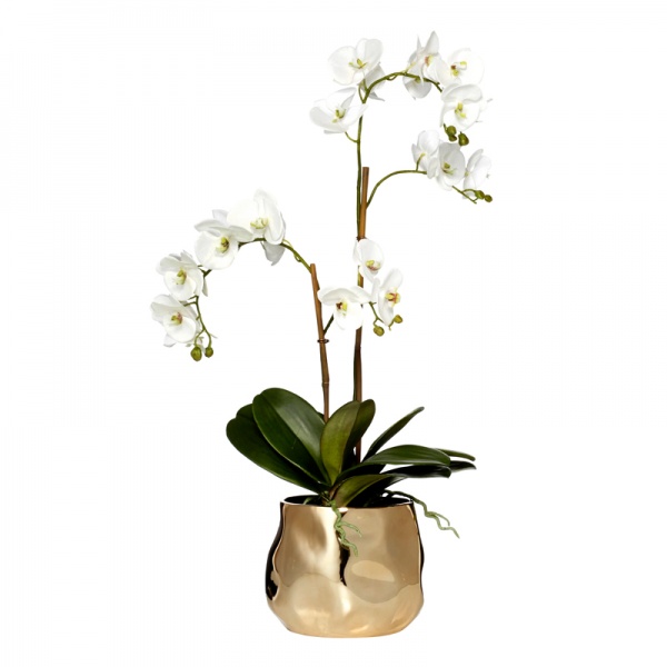 Phalaenopsis Luxe Pot Lge White/Bronze