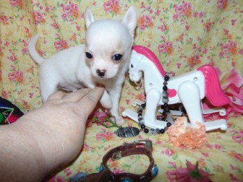 Both Chihuahua Puppies For sale