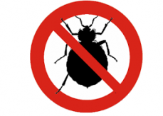 Bedbugs Control Adelaide