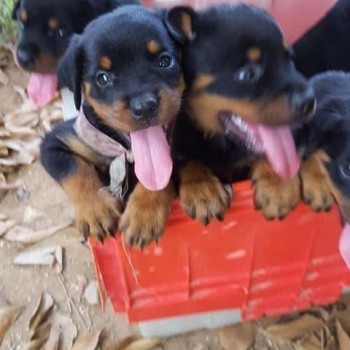 Rot Weiller puppies for sale