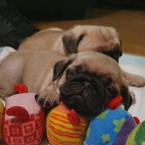 Pug puppies available 