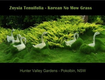 Korean No Mow Grass 100mm - 10 Pots Free