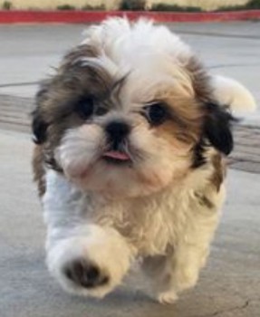 Stuh tzu puppies ready for new homes
