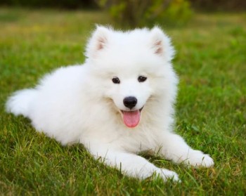 Samoyed puppies ready for new homes