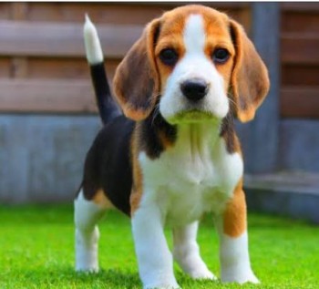 Beagle puppies ready for new homes
