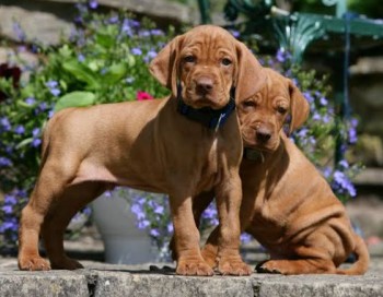 Viszla puppies ready for new homes