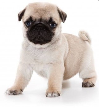 Pug puppies ready to go