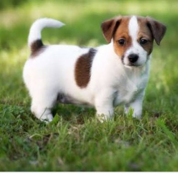 Jack russell terrier puppies ready to go