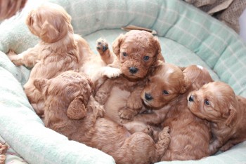 Outstanding Cavoodle puppies
