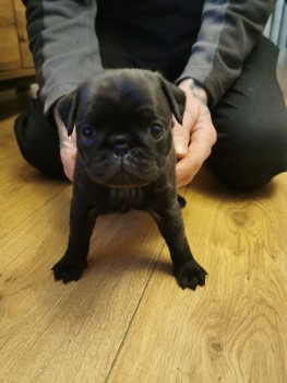 Lovely Pug Puppies For Sale.