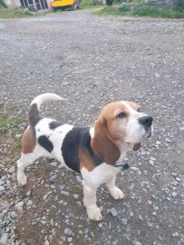 Adorabble Beagle Puppy is Available 