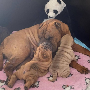 Lovely Chinese Shar Pei puppies