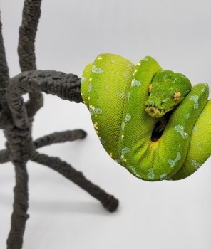 Green tree python for reptile lover