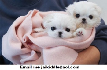  Maltese Puppies Needs a New Family