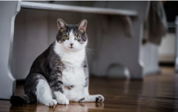 Is Your Overweight Cat Struggling to Los