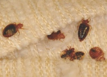 Are Bed Bugs Treatment in Melbourne Cost-Effective? 