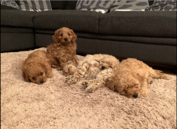 ADORABLE CAVAPOO PUPPIES FOR SALE