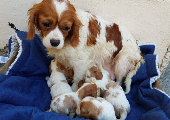 CAVALIER KING CHARLES PUPPIES FOR SALE
