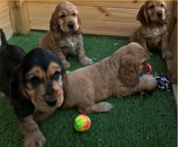 HEALTH TESTED COCKER SPANIEL PUPPIES ARE
