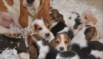 PURE BREED BASSET HOUND PUPPIES FOR SALE
