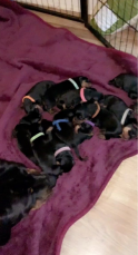 12  BEAUTIFUL ROTTWEILER PUPPIES ARE REA