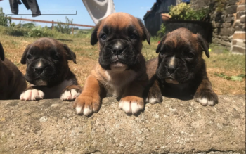 BOBTAIL AND LONGTAILED  BOXER PUPPIES AR
