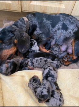 AFFORDABLE   DASCHUND PUPPIES FOR SALE N