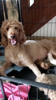 FAMILY RAISED STANDARD POODLE PUPPIES FO