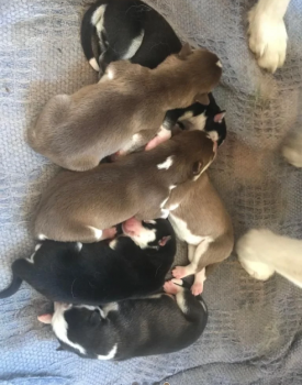 SIBERIAN HUSKY PUPPIES ARE READY FOR NEW