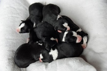 GORGEOUS HEALTHY BORDER COLLIE PUPPIES F