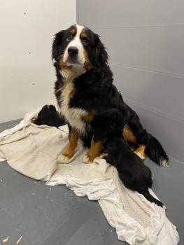 BERNESE MOUNTAIN  PUPS IS AVAILABLE