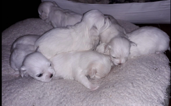 OBEDIENT MALTESE PUPPIES FOR SALE
