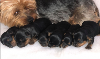 YORKSHIRE TERRIER PUPPIES FOR SALE