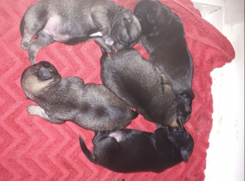 PUG  PUPPIES READY  FOR  ADOPTION